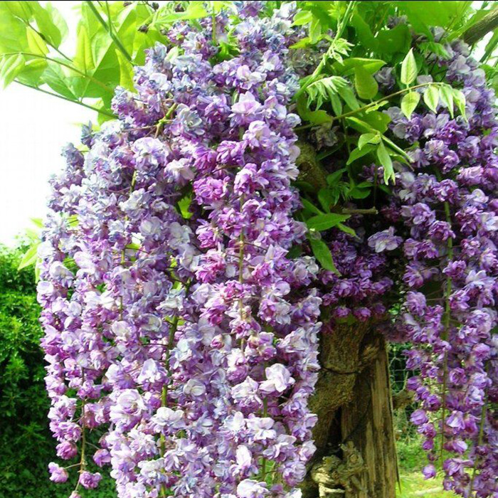 Превью изображения