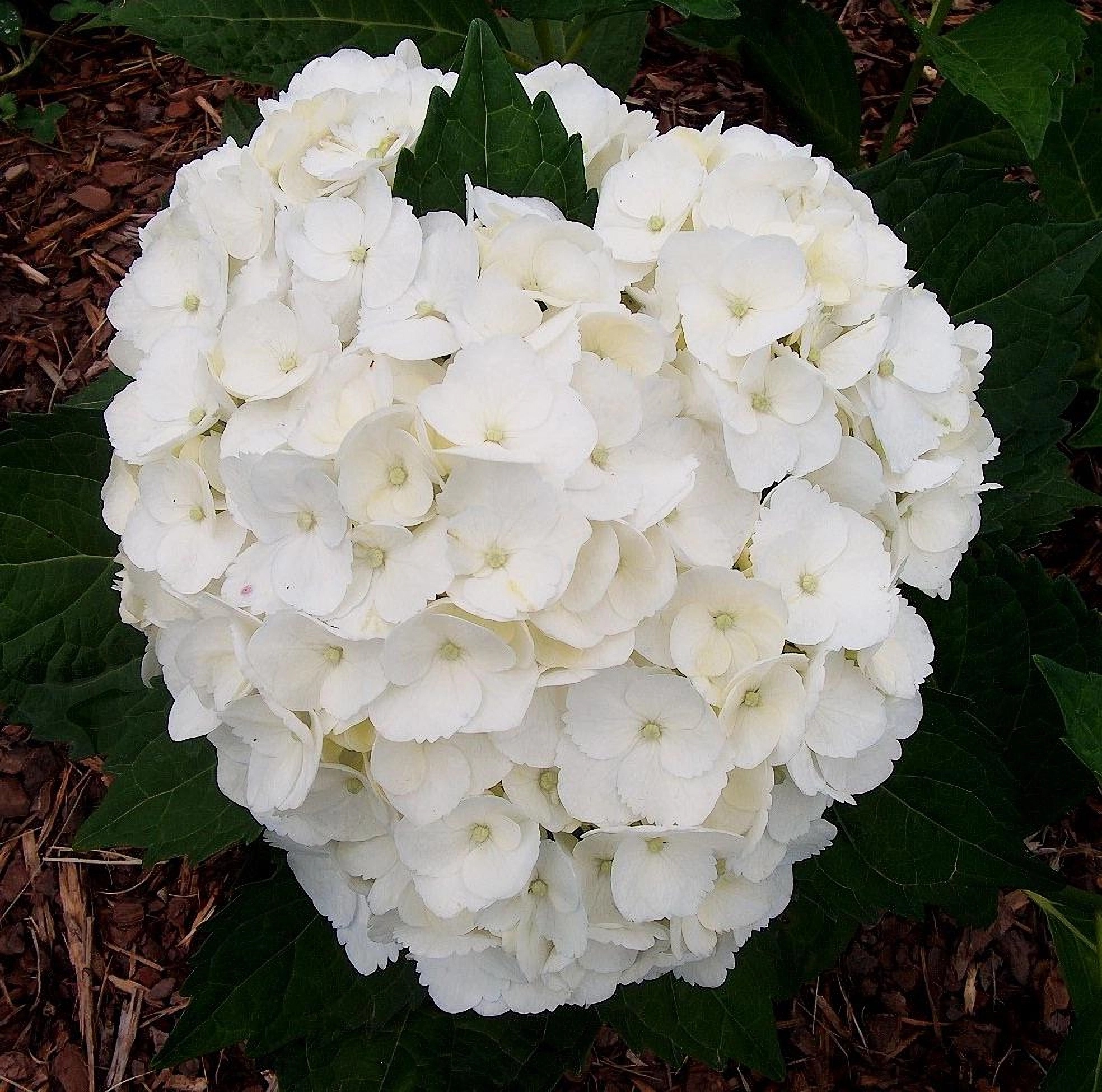 Превью изображения