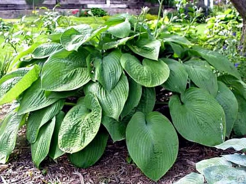 Превью изображения