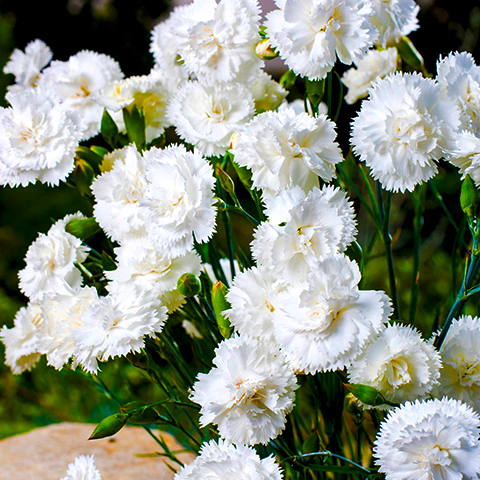 Превью изображения