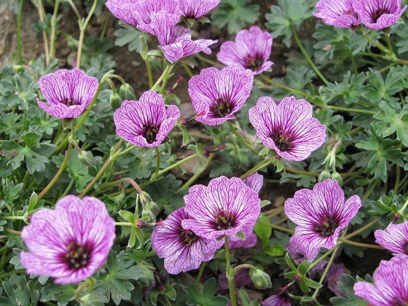 Превью изображения