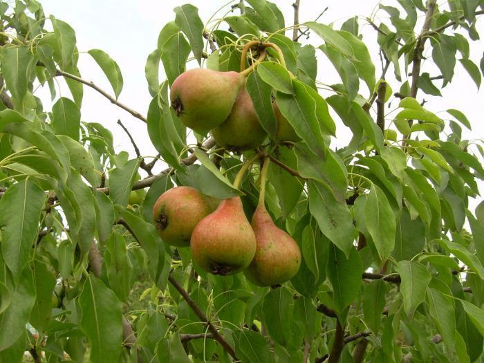 Превью изображения