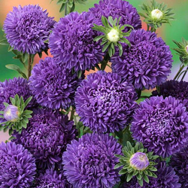 Превью изображения