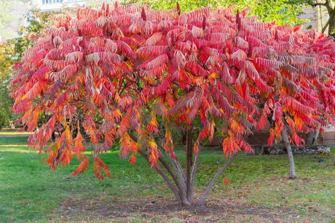 Превью изображения