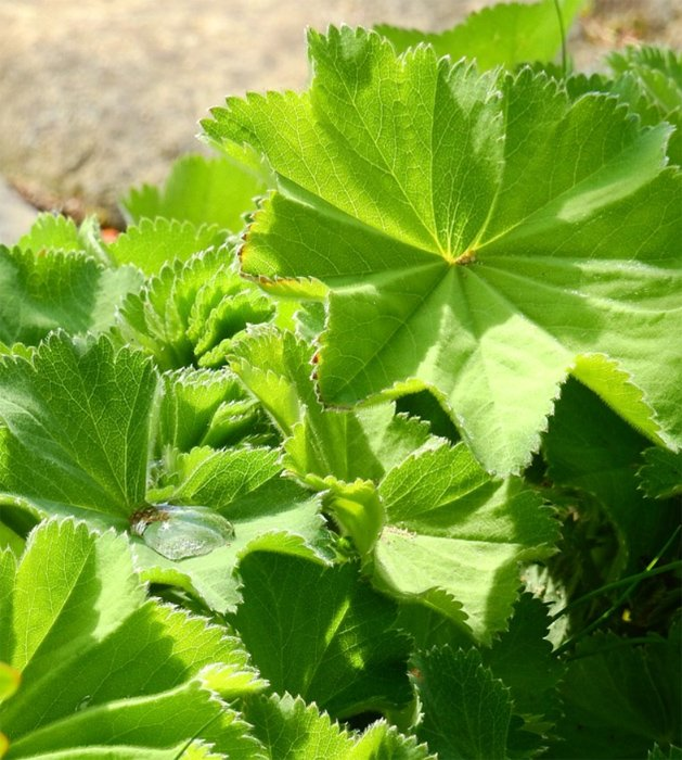 Превью изображения