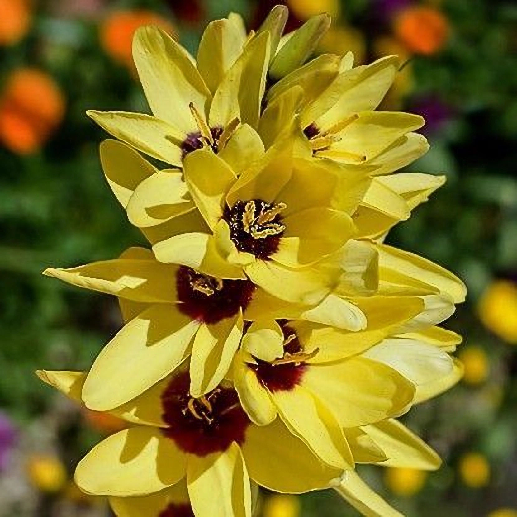 Превью изображения