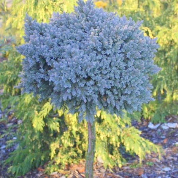 Превью изображения