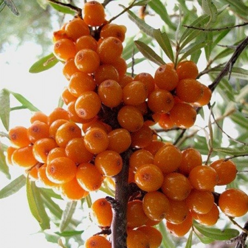 Превью изображения