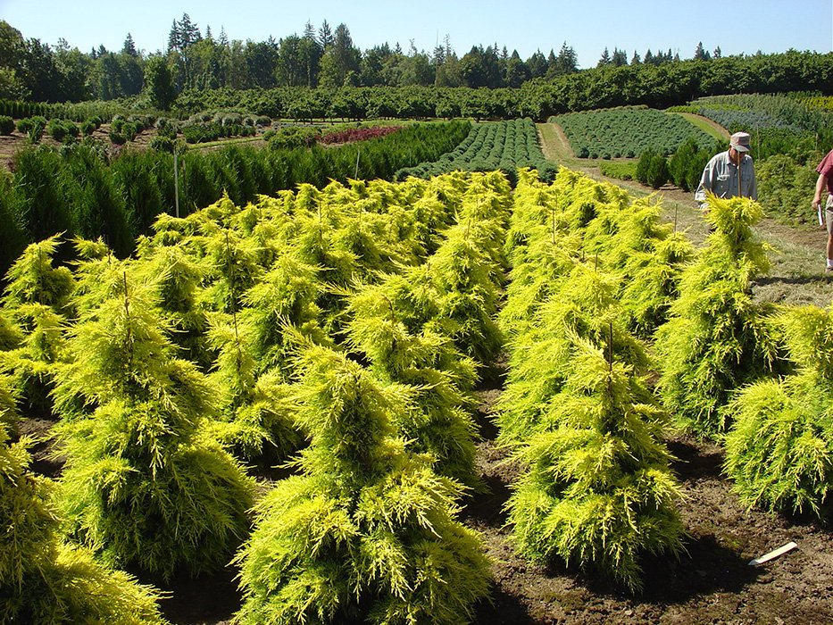 Превью изображения