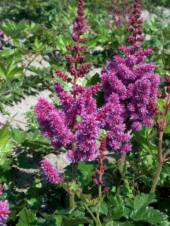 Превью изображения