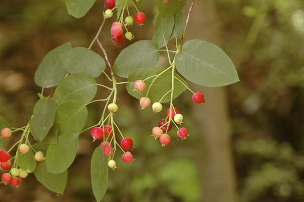 Превью изображения