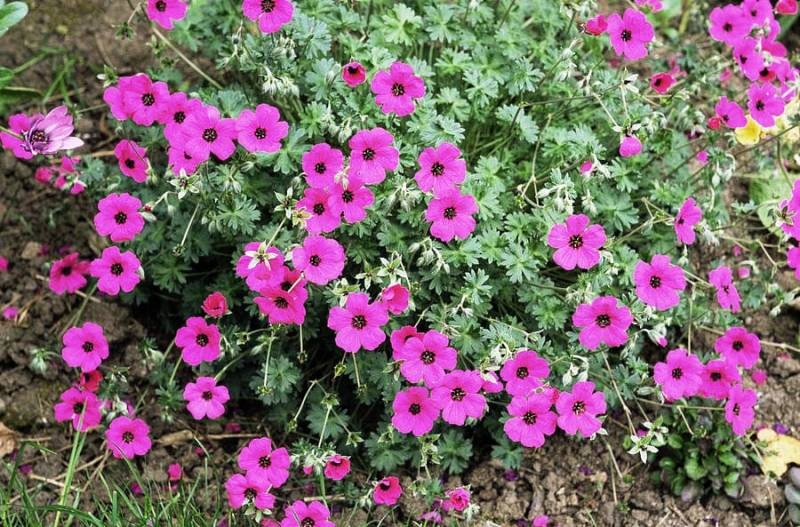 Превью изображения