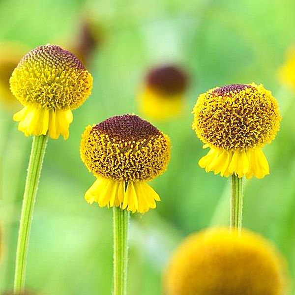 Превью изображения