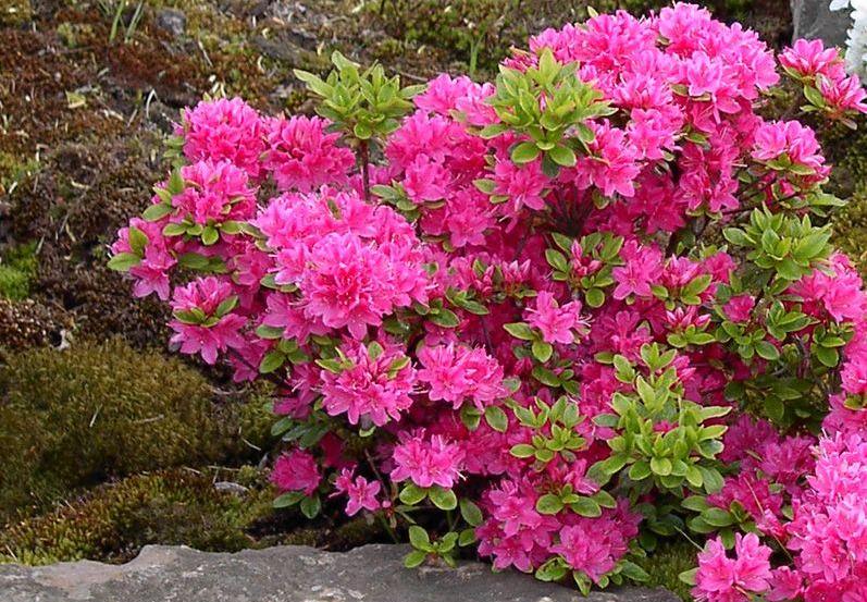 Превью изображения