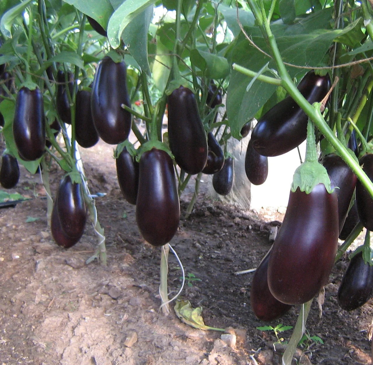 Превью изображения