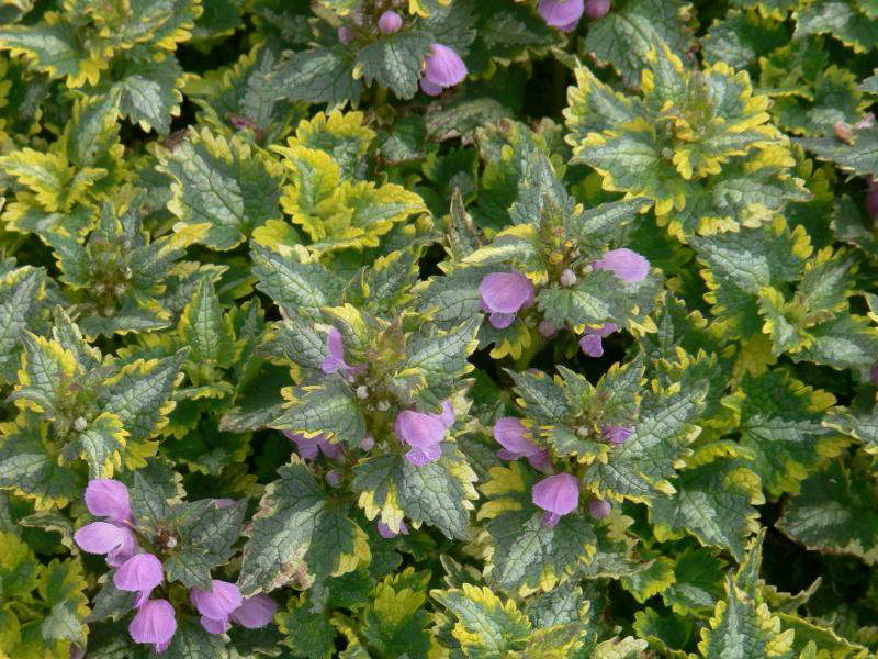 Превью изображения