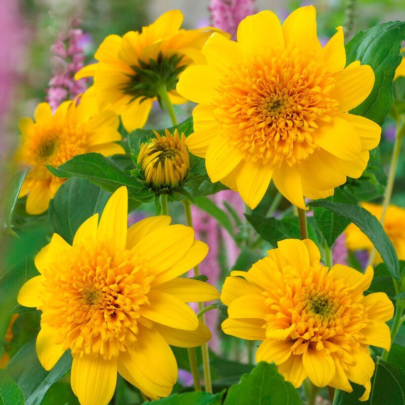 Превью изображения