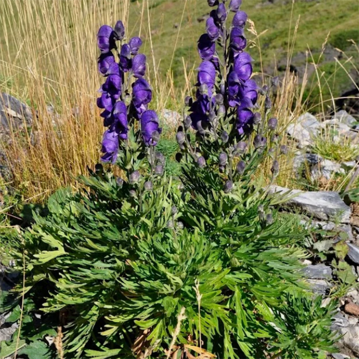 Превью изображения