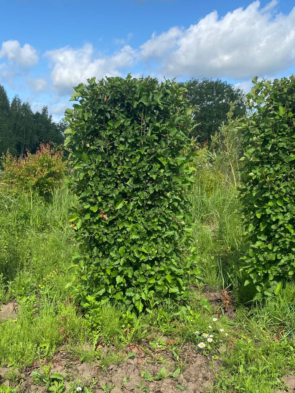 Превью изображения