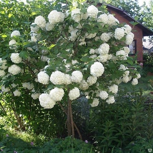 Превью изображения