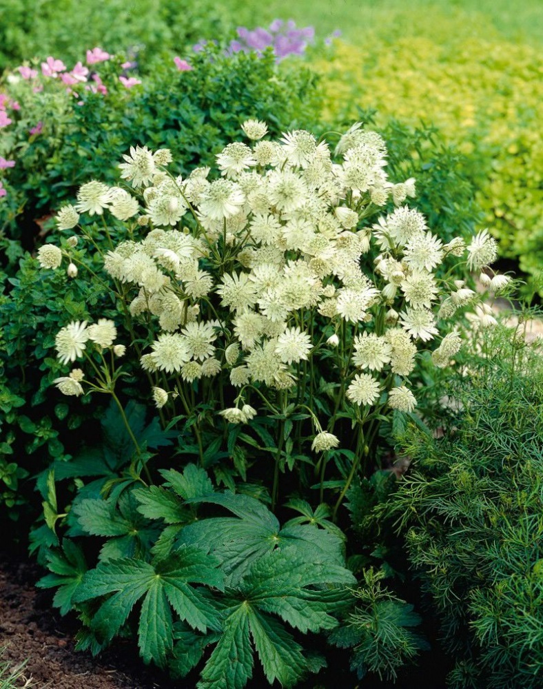 Превью изображения