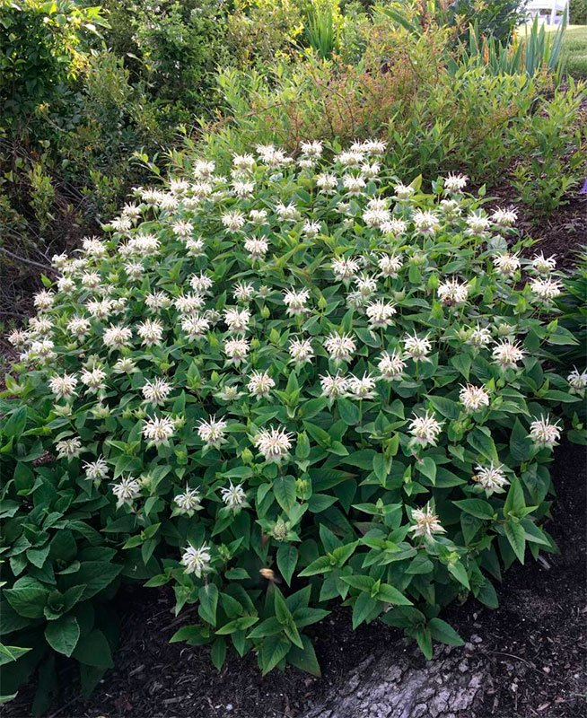 Превью изображения