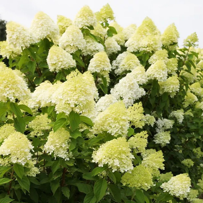 Превью изображения