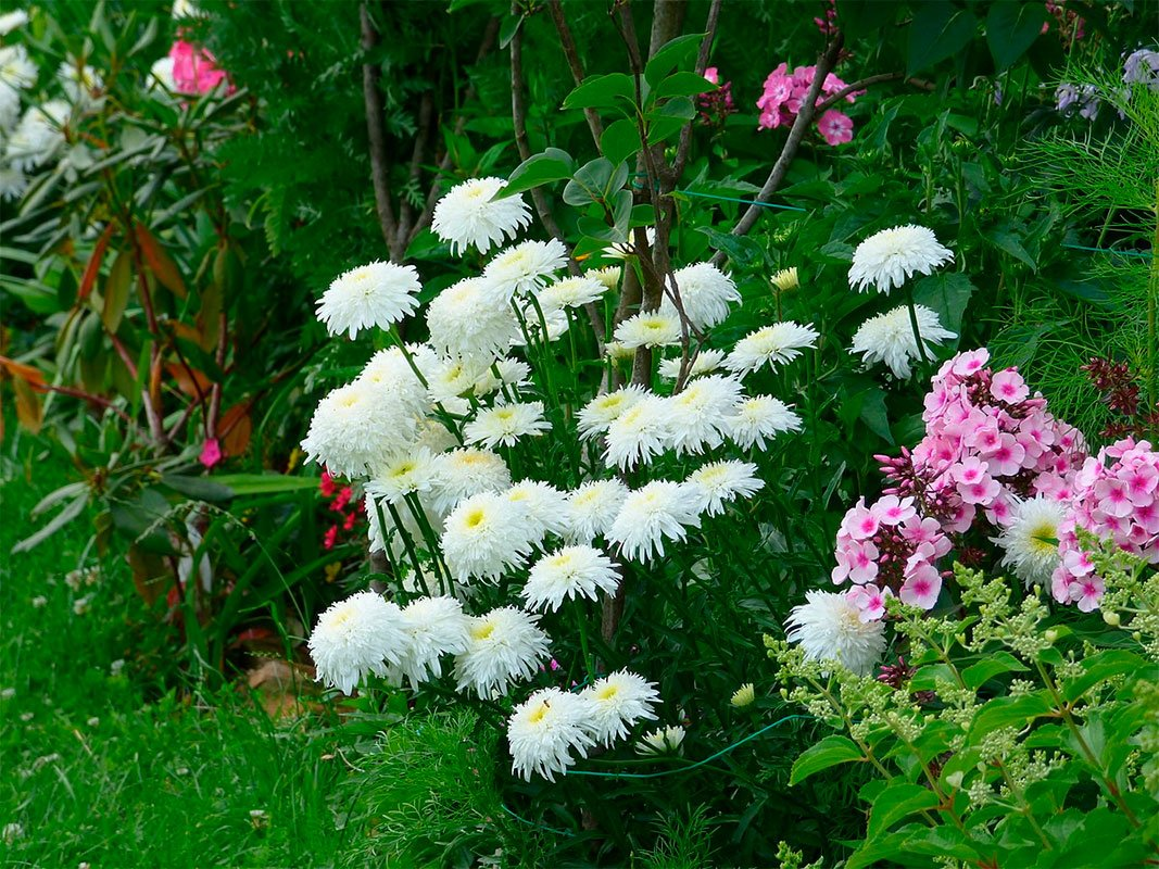 Превью изображения