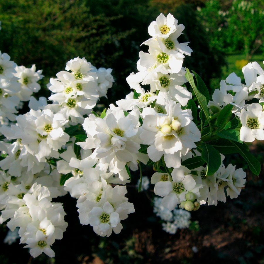 Превью изображения