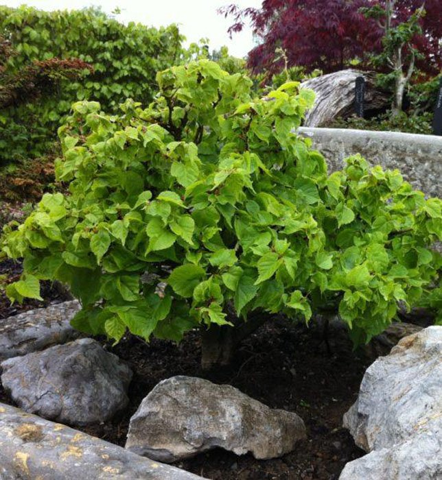 Превью изображения