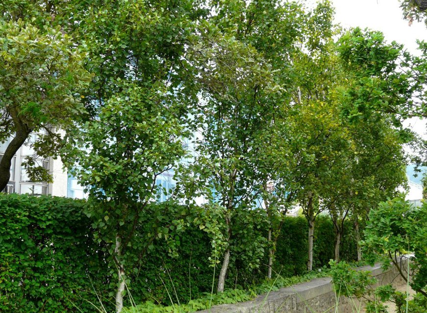 Превью изображения