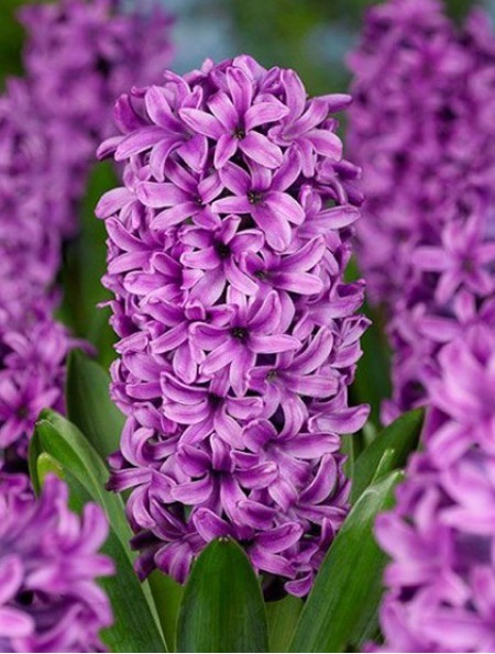 Превью изображения