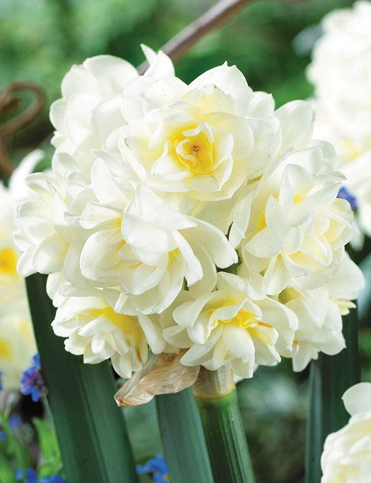 Превью изображения