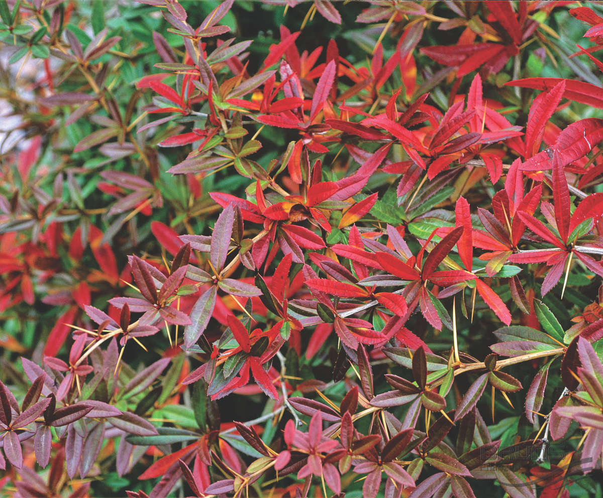 Превью изображения