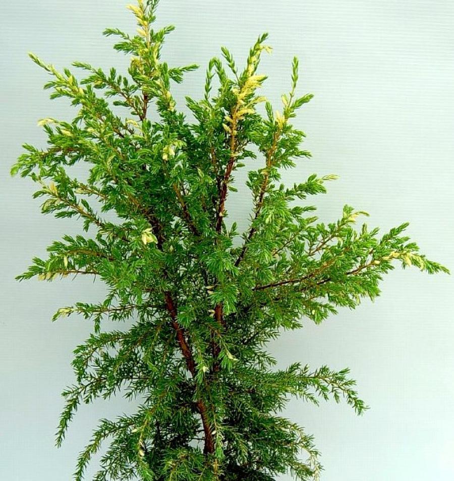 Превью изображения