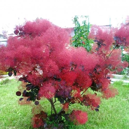 Превью изображения