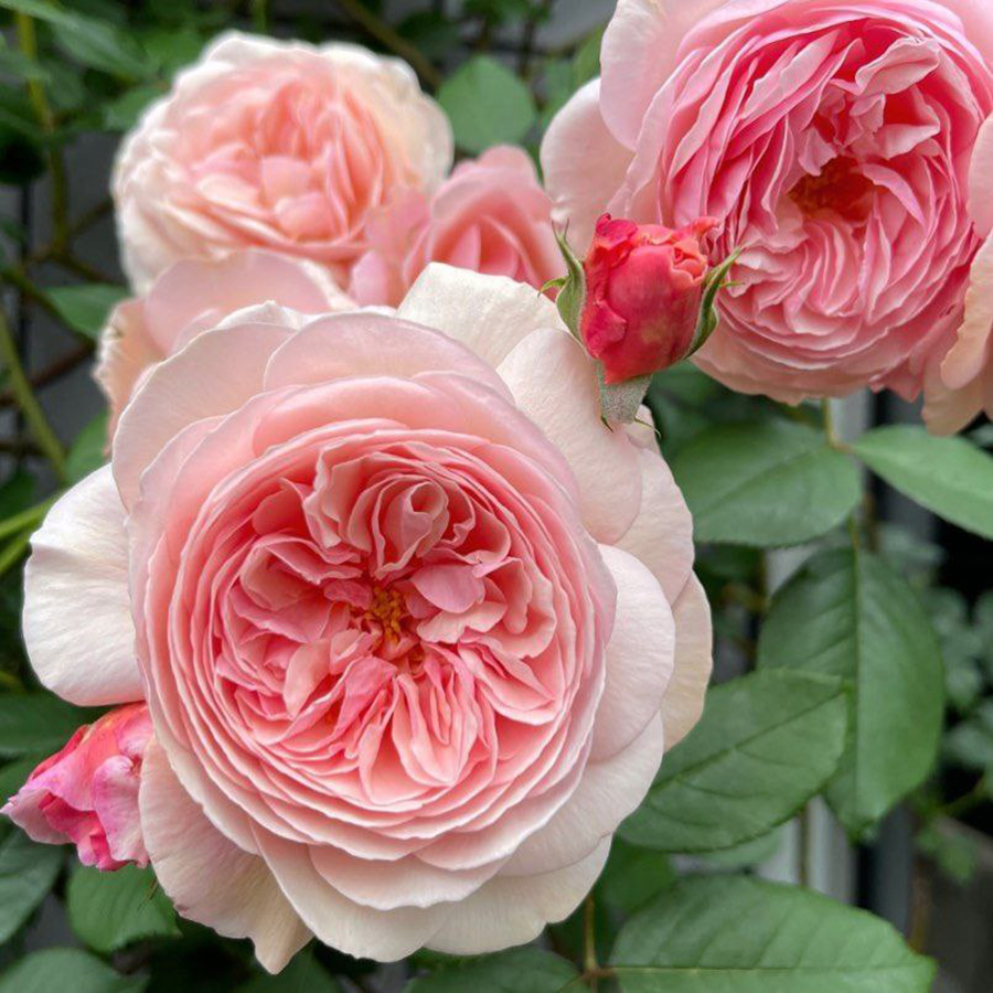 Превью изображения