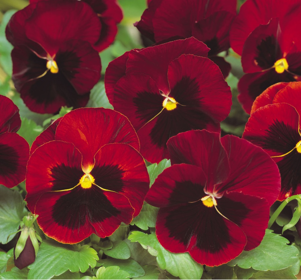 Превью изображения