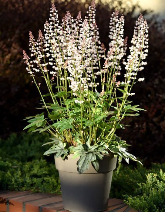 Превью изображения