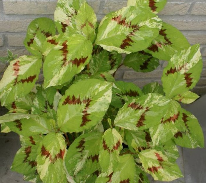 Превью изображения