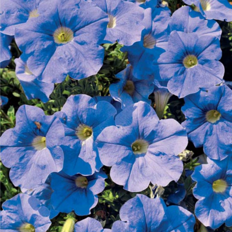 Превью изображения