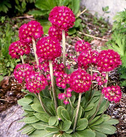 Превью изображения