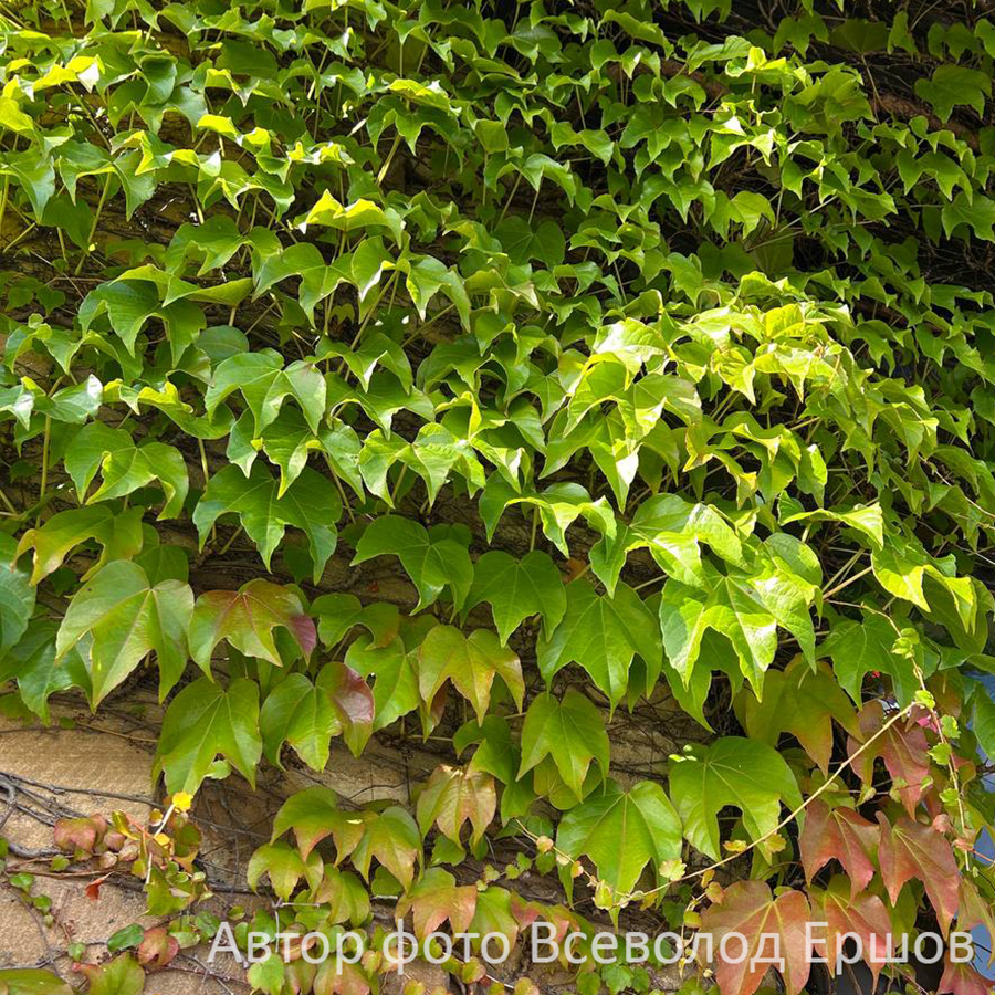 Превью изображения