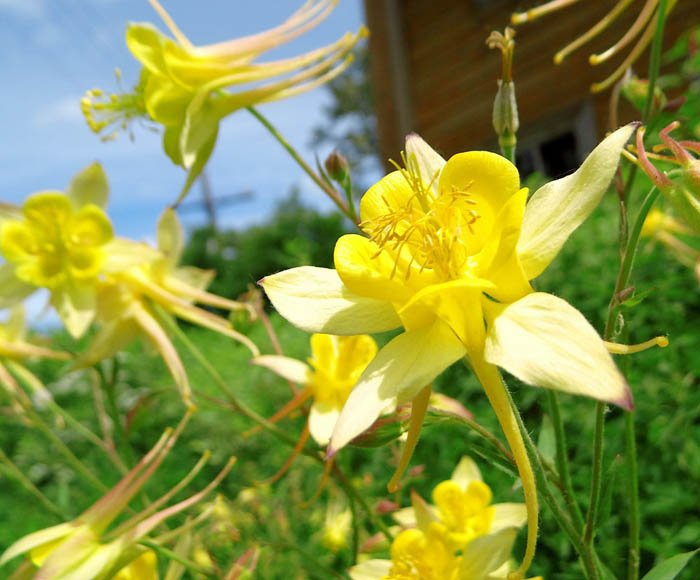 Превью изображения