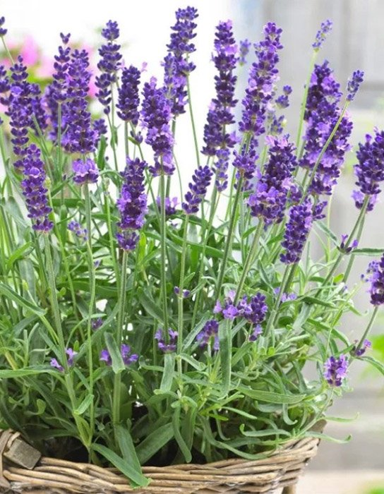 Превью изображения