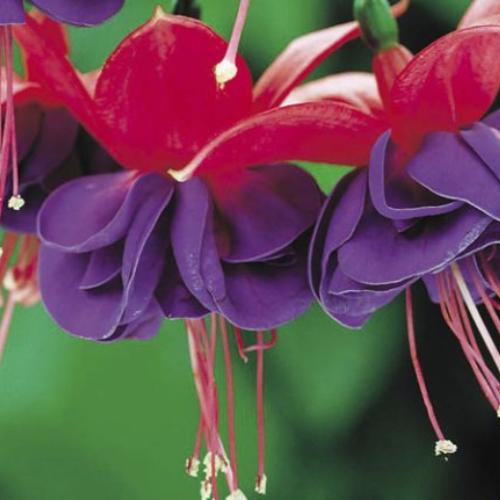 Превью изображения