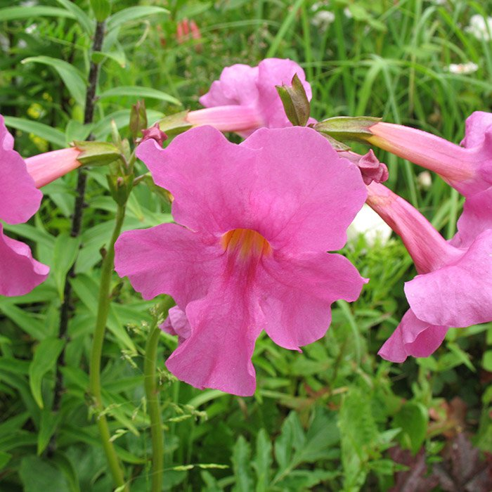 Превью изображения