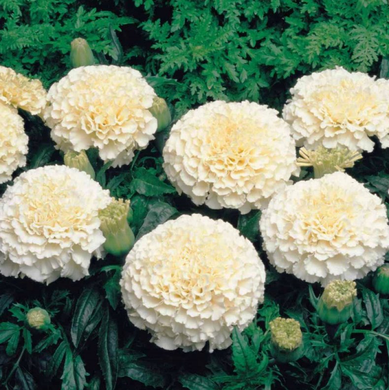 Превью изображения