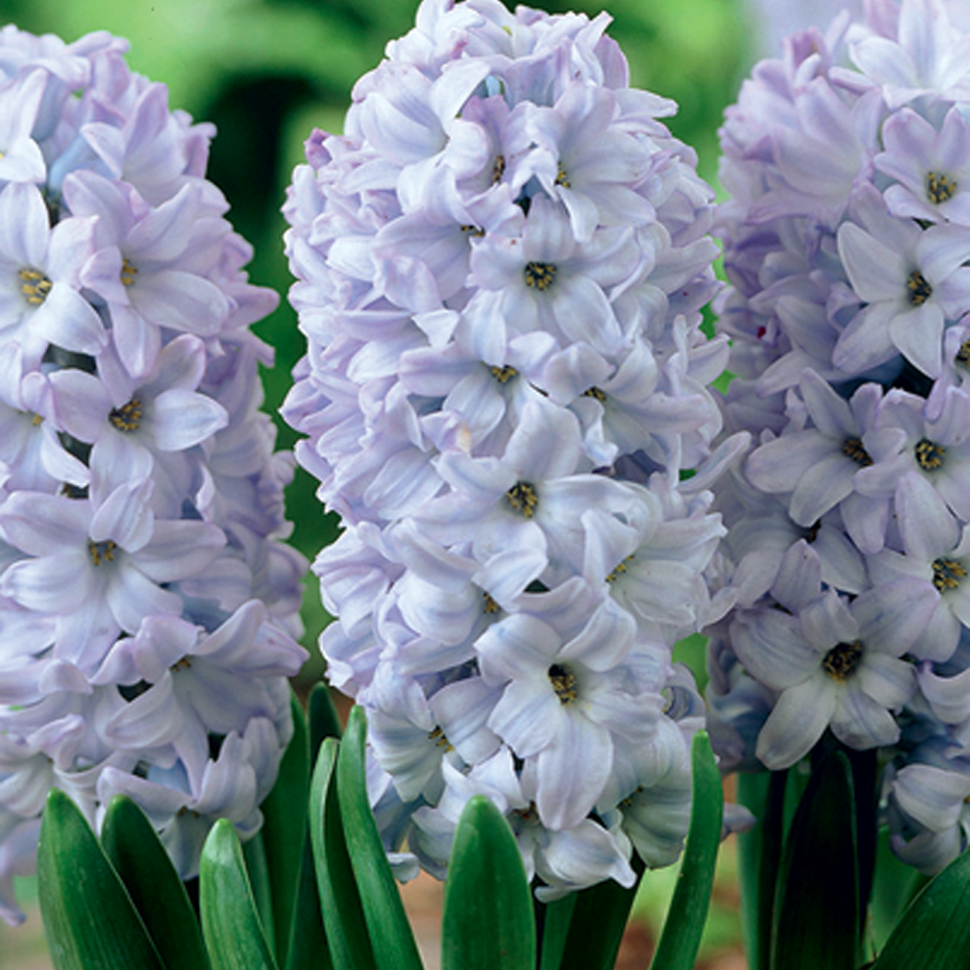 Превью изображения