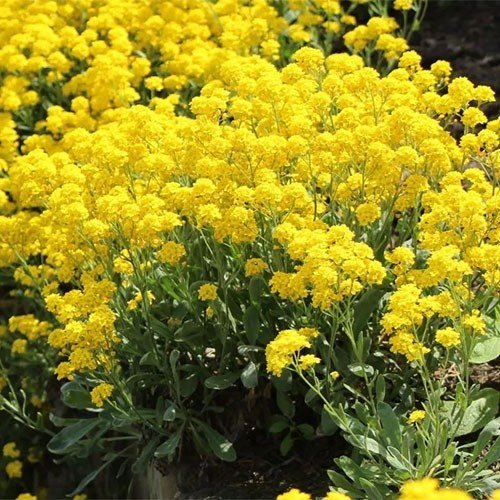 Превью изображения